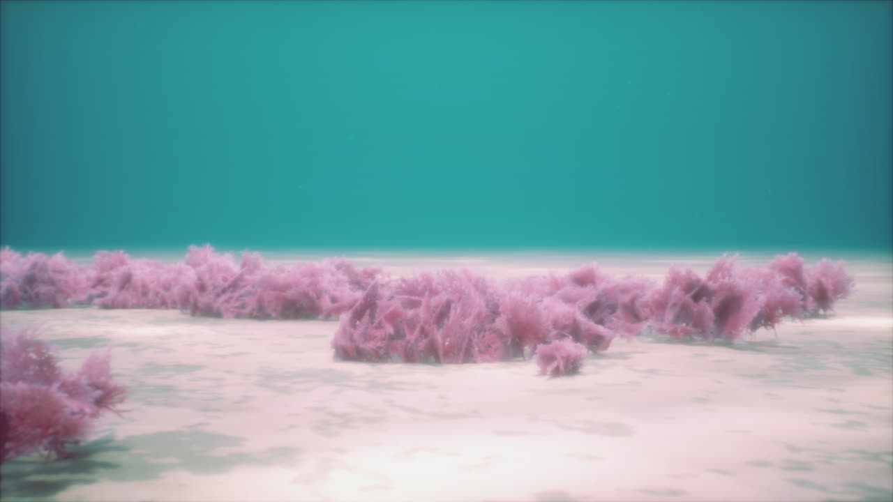 보라색과 분홍색의 부드러운 산호와  ⁇ 은 스폰지