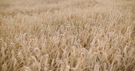 Fliegen-über-Weizenfeld-Landwirtschaft-1