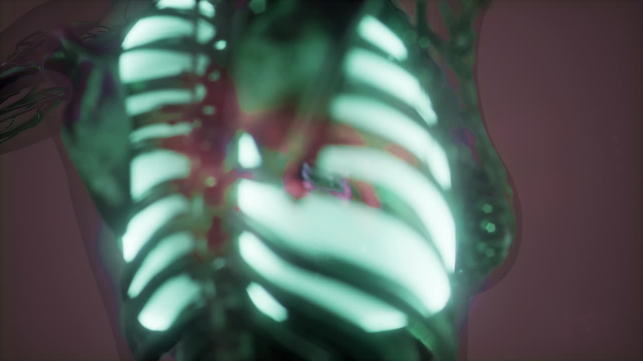 cuerpo humano con pulmones visibles