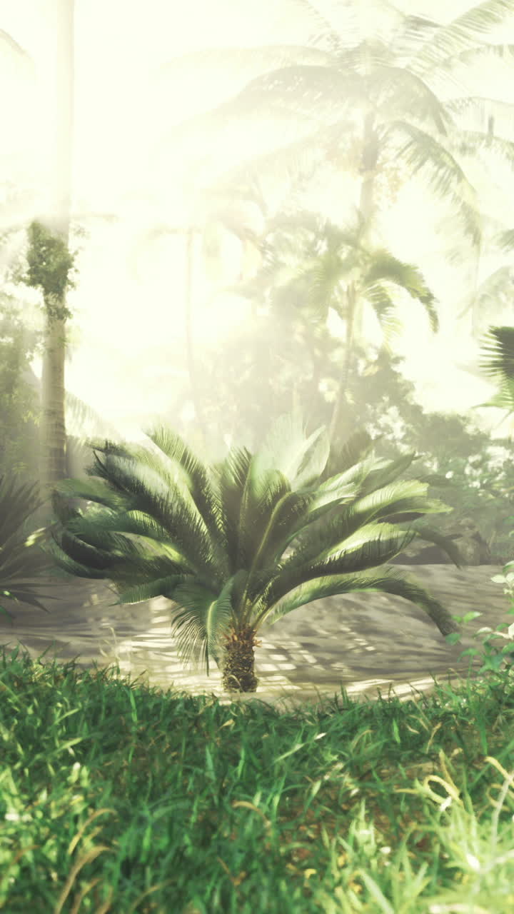Lush tropical landscape with sunlight filtering through palm trees