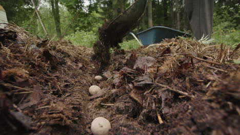 slow motion, soil being added to bury the planted potatoes