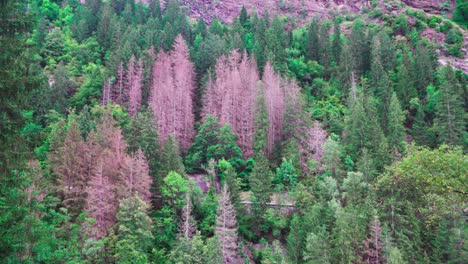 part of a forest with a large number of trees infested by bark beetles in the passeier valley, south tyrol, italy