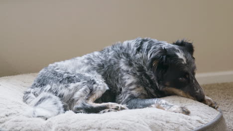 dog laying on bed licking leg then looks around