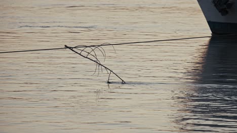 Branch Floating on Calm River Water at Sunset
