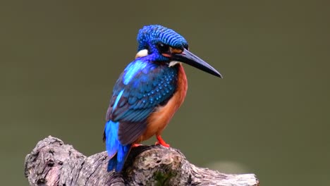 the blue-eared kingfisher is a small kingfisher found in thailand and it is wanted by bird photographers because of its lovely blue ears as it is a small, cute and fluffy blue-feather-ball of a bird