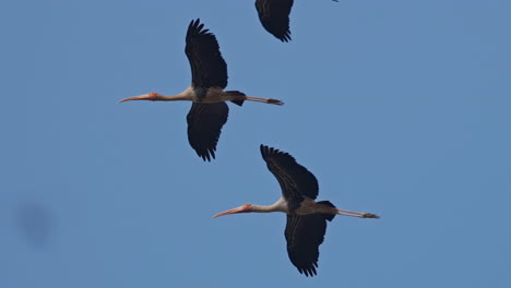 three painted storks flying against the blue sky in keoladeo bird sanctuary, india.