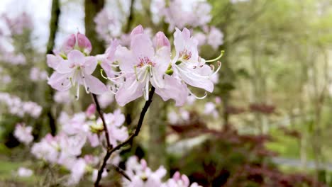 azalea de concha rosada, azalea vaseyi en flor