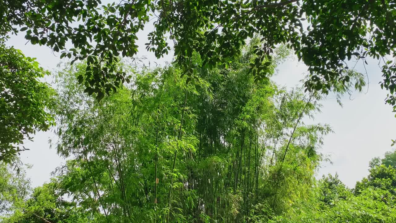A serene bamboo forest with lush greenery