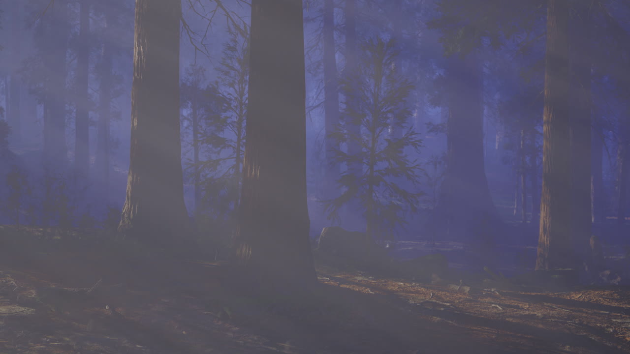 Mysterious forest shrouded in mist during early morning hours