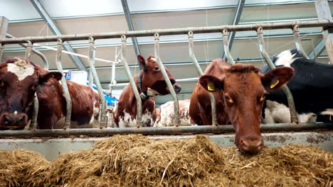 dairy cattle farming barn, animal feeding trough, headlock equipment