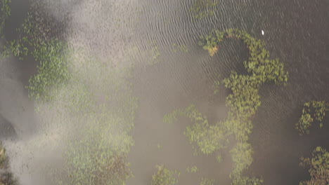 Una-Vista-De-Dron-Sobre-Un-Lago,-Con-Nenúfares-Y-Rodeado-De-árboles