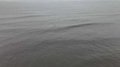 Surfer-paddling-out-in-a-gray-calm-ocean-and-dolphins-swimming-in-the-background