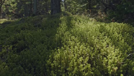 a cinematic smooth shot of green moss covering the forest floor