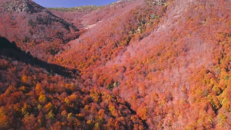 drone footage of stunning orange forest in autumn