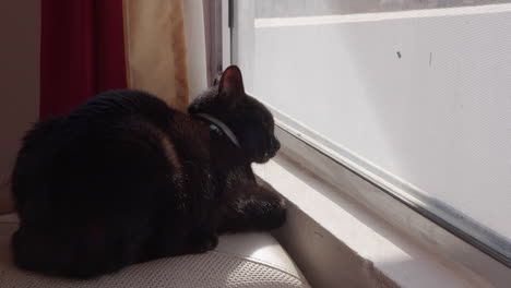 Kleine-Schwarze-Hauskatze-Sitzt-Am-Fenster