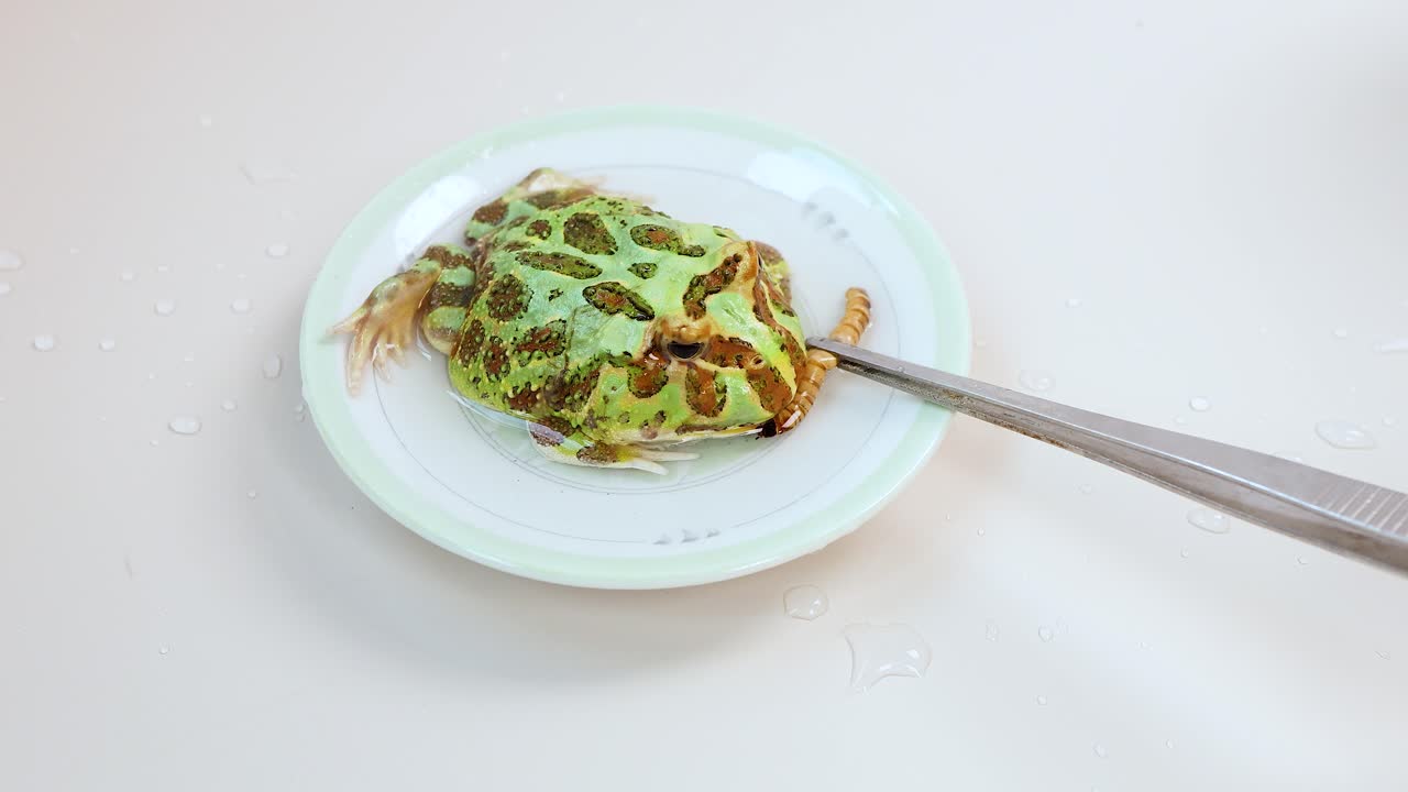 A horned frog rests on a plate, slightly shifting position under soft lighting in a minimalistic setting
