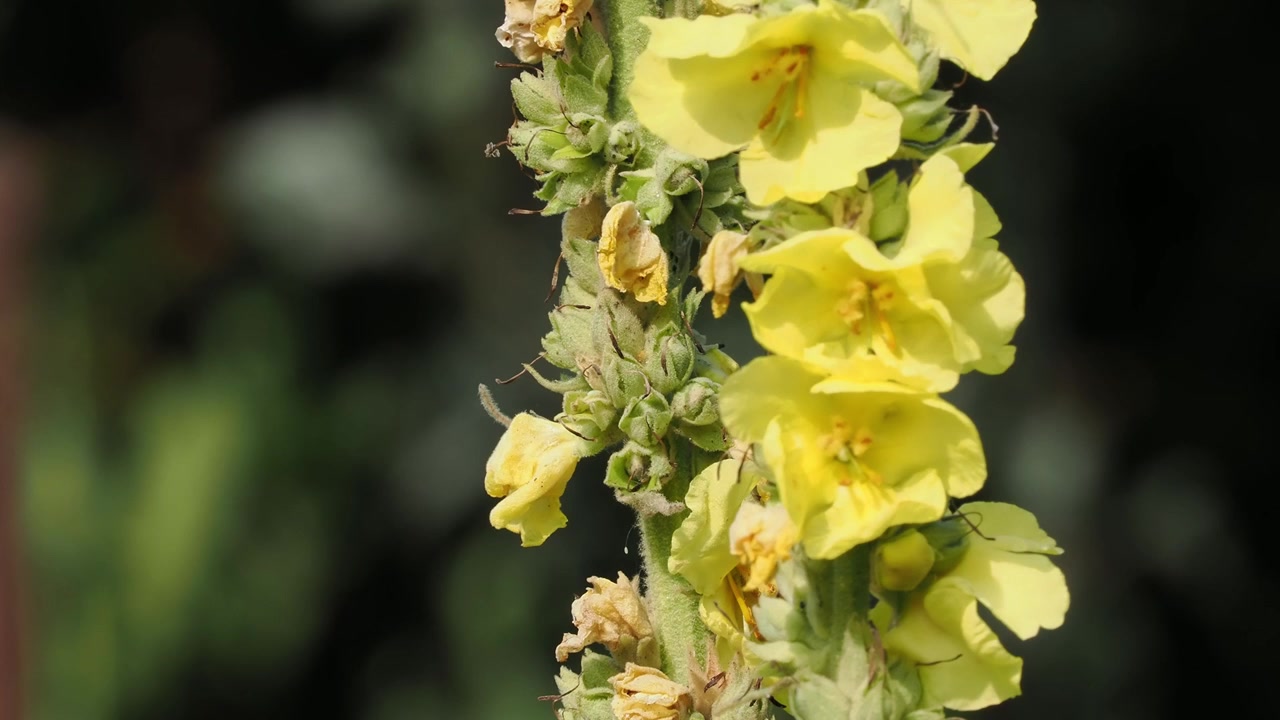 Spighe di fiori gialli di verbasco su sfondo sfocato di un giardino inglese