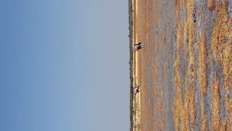 vertical oryx's on pan in botswana