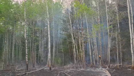 pov trees in alberta canada, forest after wildfire, environmental catastrophe