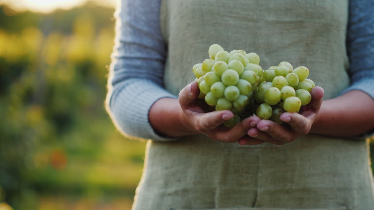 큰 포도 뿔을 가진 농부의 손