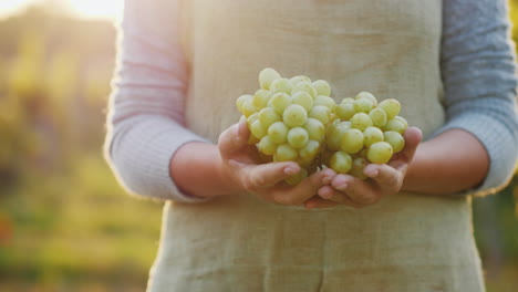 the hands of the farmer with a large horn of grapes