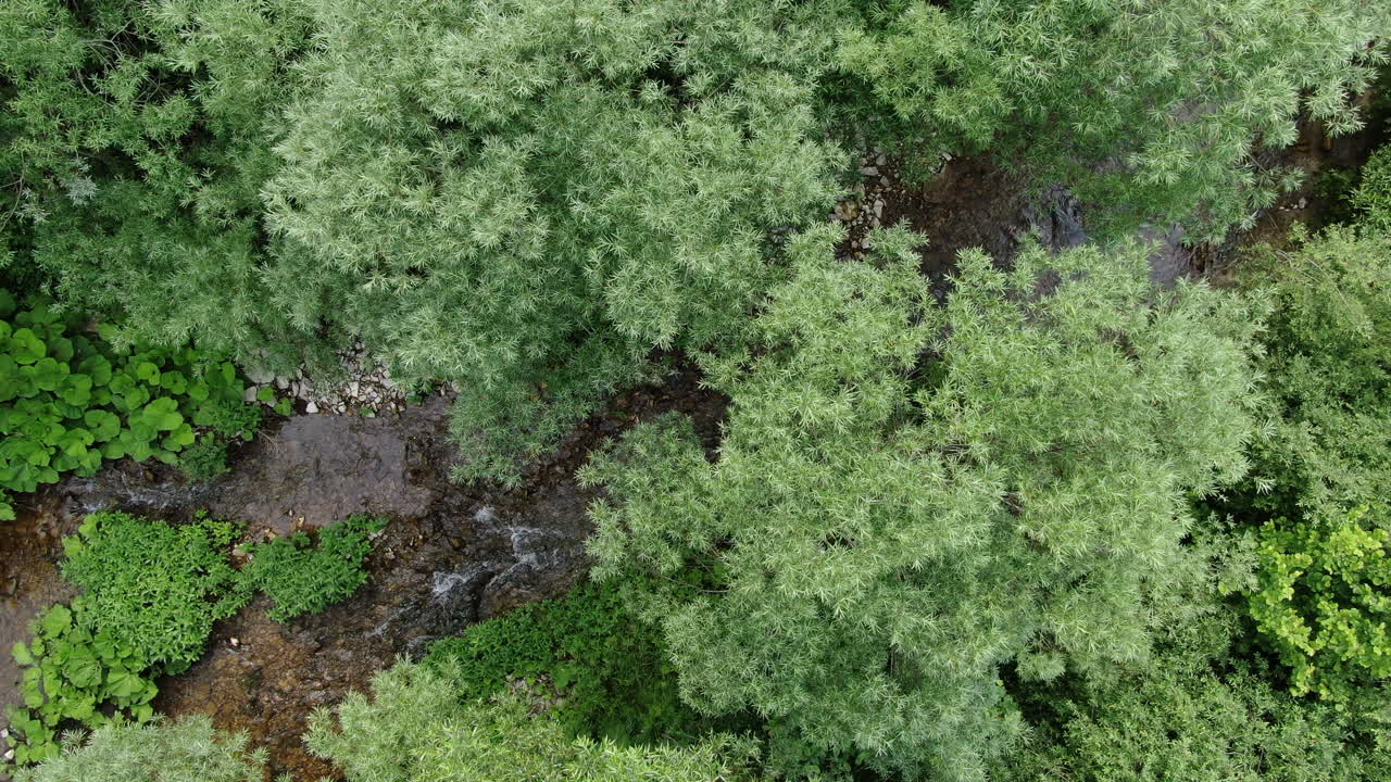 View from above of a stream running through trees There are green plants next to the water