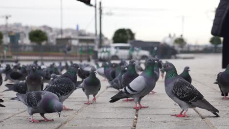 pigeons in a city park