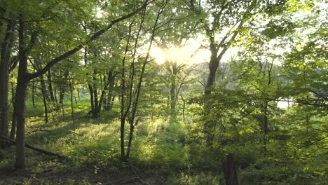 a reverse moving aerial in between trees and rich thick foliage in a forest during sunset