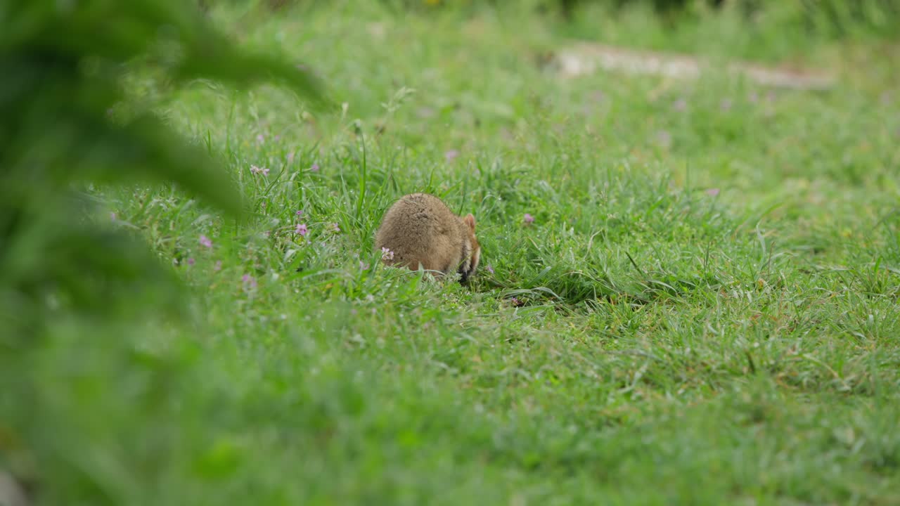 European hamster foraging in grass with soft blurred foreground
