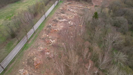 logging in wild forest - aerial top view