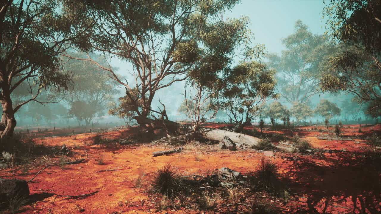 오스트레일리아의 안개가 많은 유칼립투스 숲