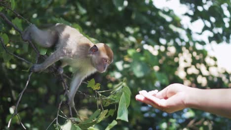 feeding a young and cute monkey on the branch of tree