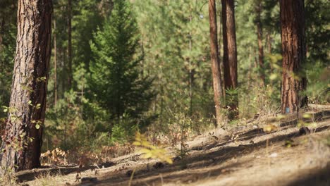 Slanted-forest-floor-outside-city-limits