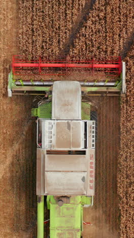 white combine with red mowing mechanism cuts the harvest of ripe wheat. bird's eye view on the machine working in the field. vertical video