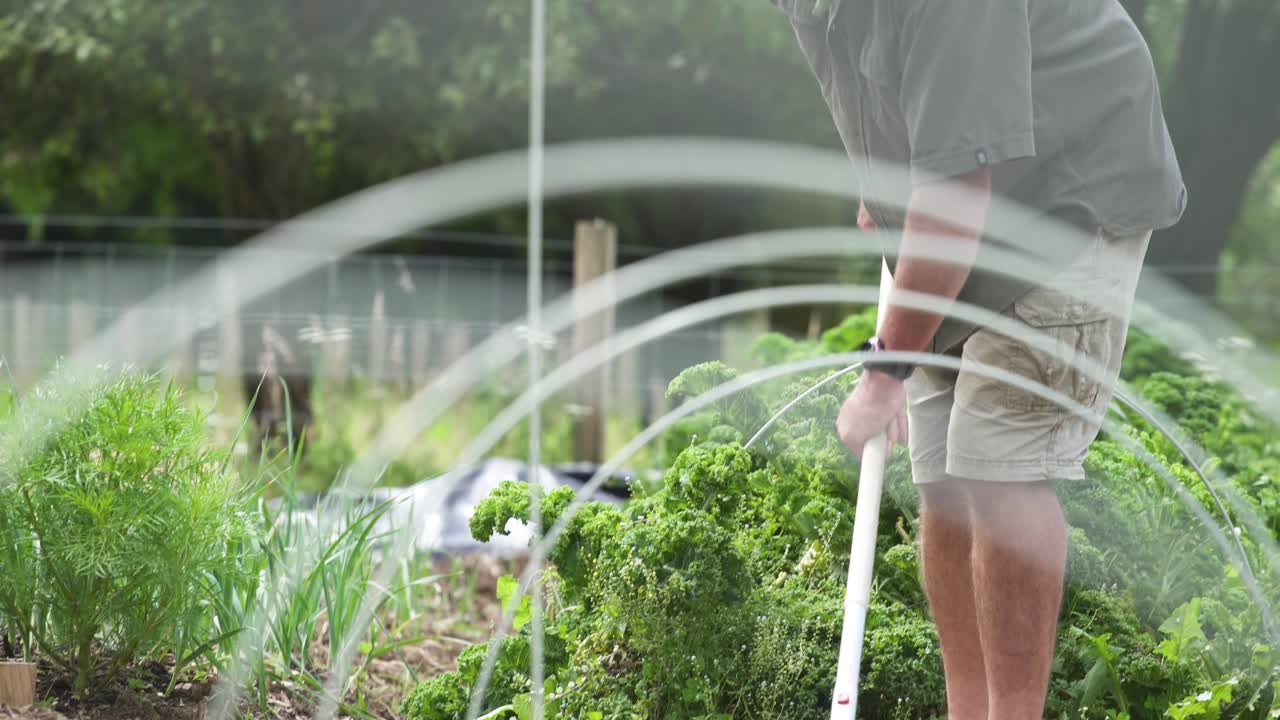 A man holding a steel rake loosening the soil in the garden bed in New Zealand - medium shot