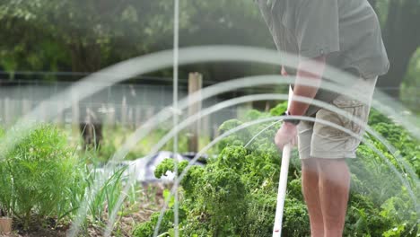 a man holding a steel rake loosening the soil in the garden bed in new zealand - medium shot