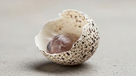 a close-up view of an unhatched egg with a developing embryo, highlighting the fragile shell and intriguing texture of the hair-like structures within