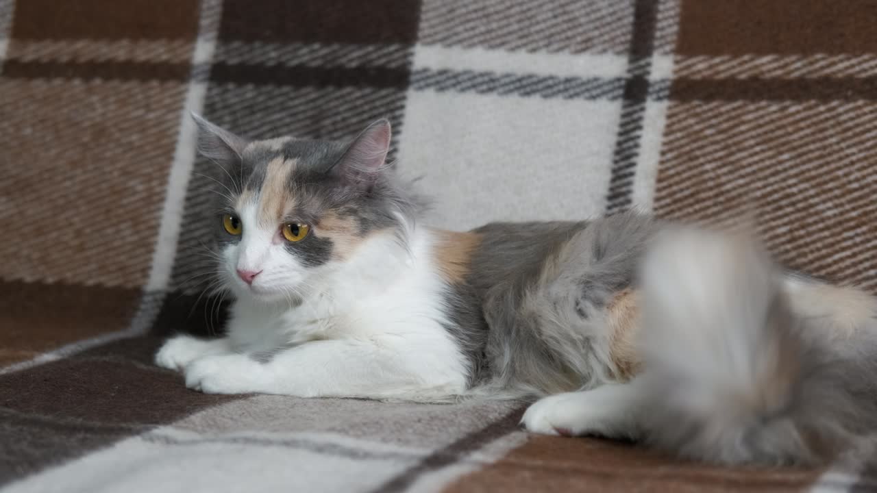 un gato exótico en casa.