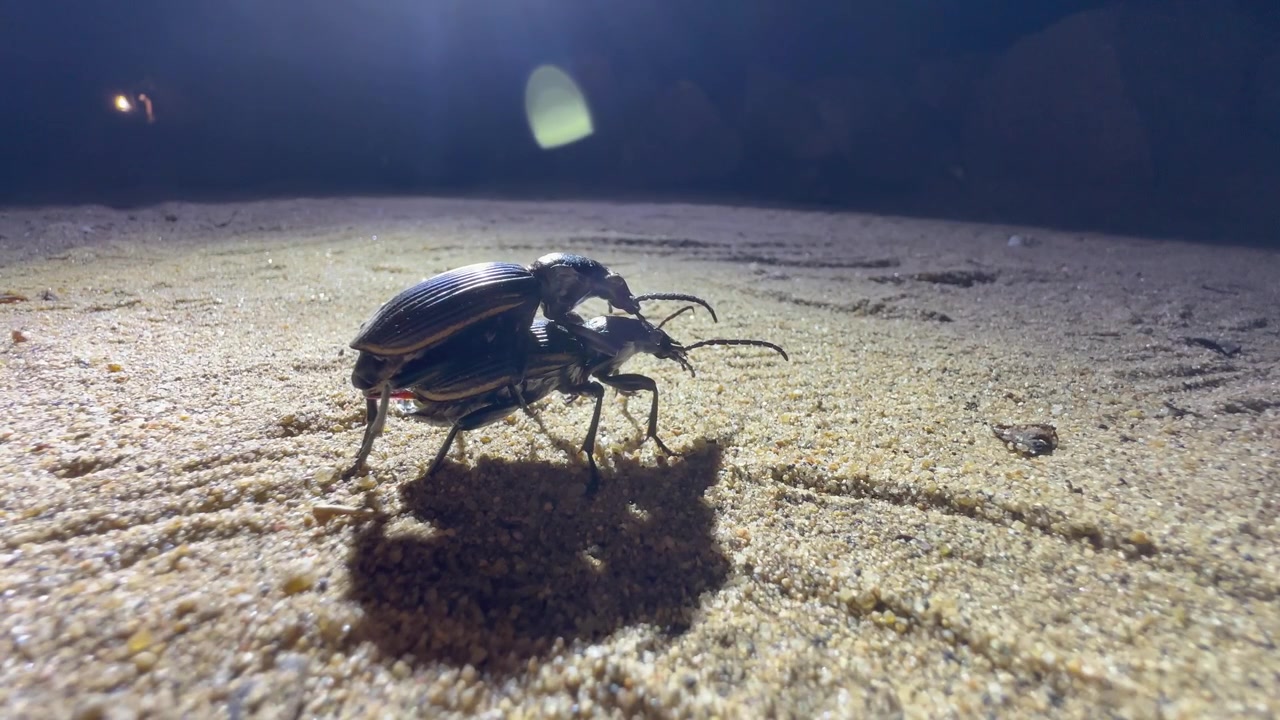 Parring af rovjordløbere (Anthia fornasanii) om natten. Majete Vildtreservat. Malawi.