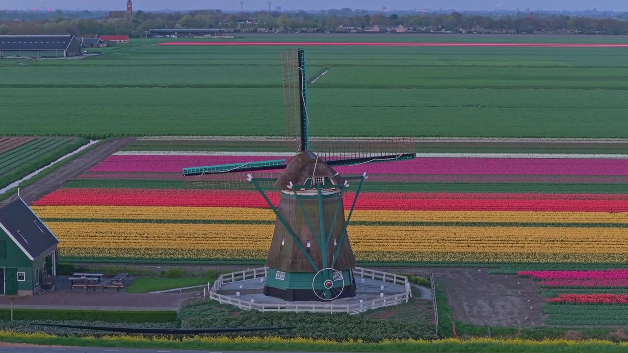 Mulino a vento olandese tra campi di tulipani colorati, vista aerea