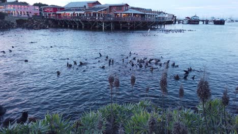 Toma-De-Cardán-Por-Encima-De-Totora-En-Primer-Plano-Para-Revelar-Leones-Marinos-En-El-Agua-En-Monterey,-California