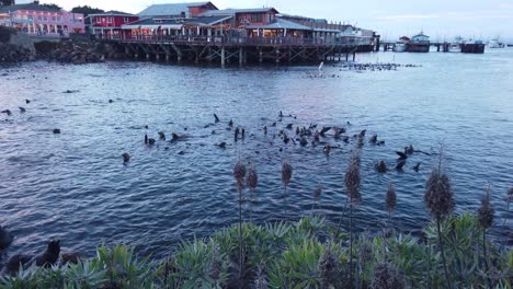 toma de cardán por encima de totora en primer plano para revelar leones marinos en el agua en monterey, california