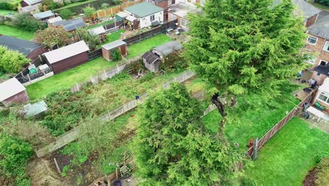 an aerial clip above a tree surgeon as he removes the branches of a 55' tree before the trunk is ready for felling