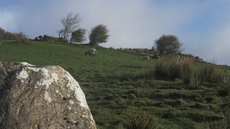 Ovejas-En-Pasto-En-Las-Tierras-Altas-De-Irlanda