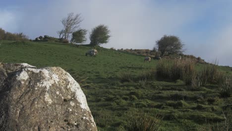 ovejas en el pasto en las tierras altas de irlanda