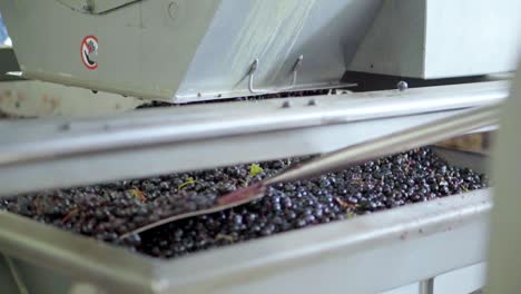 destemmed red grapes stacked in the sorting area, removed with shovel, wine process