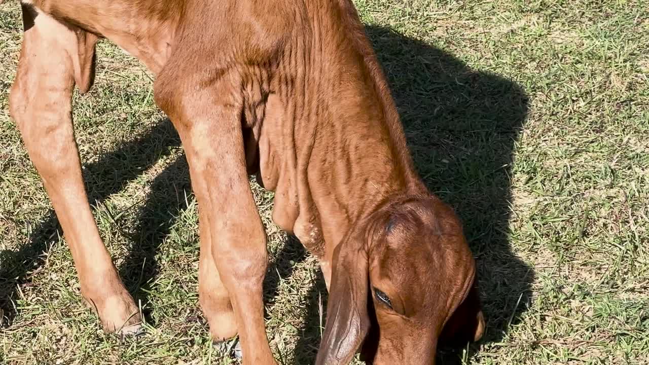 A young calf with brown fur grazes on a sunlit patch of grass, showcasing its natural behavior.