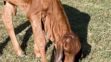 a young calf with brown fur grazes on a sunlit patch of grass, showcasing its natural behavior.