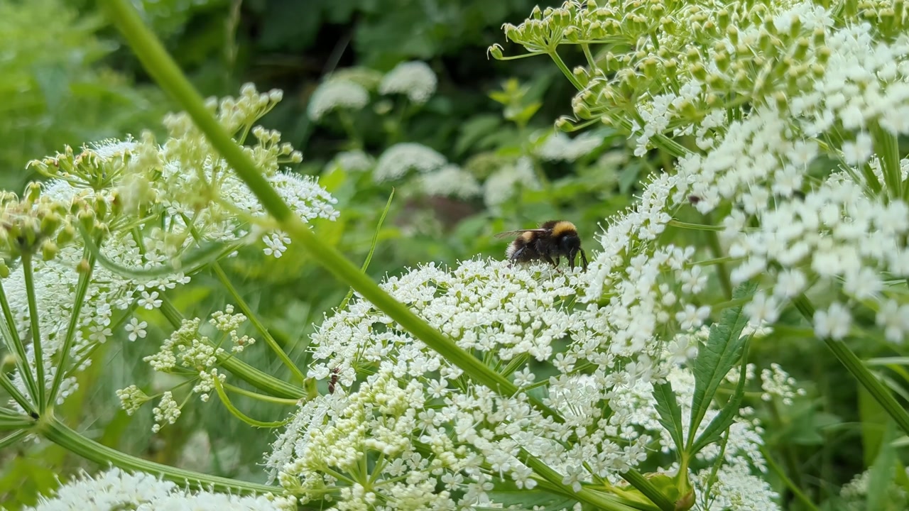 Bumblebee collecting pollen on white flower in garden close up, pollinator nature detail