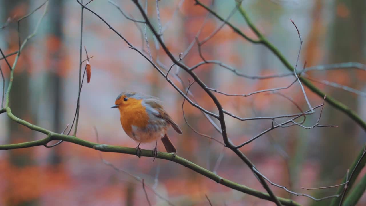 Inquadratura ravvicinata di un pettirosso che vola via dal ramo di un albero in un ambiente autunnale